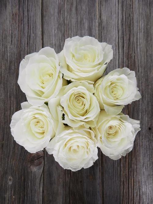 SNOWY JEWEL  WHITE ROSE